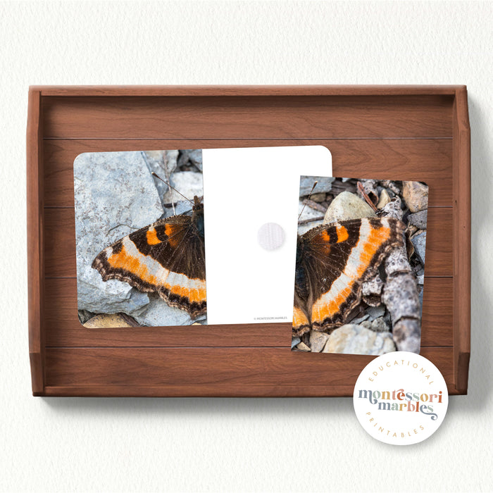 Butterfly Complete The Pictures