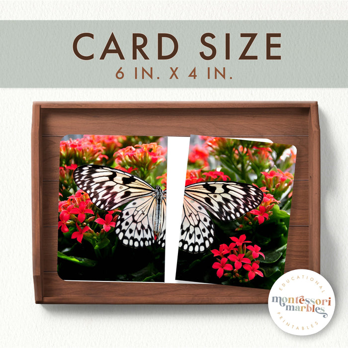 Butterfly Complete The Pictures