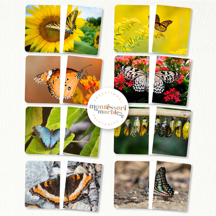 Butterfly Complete The Pictures