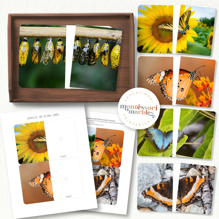 Butterfly Complete The Pictures