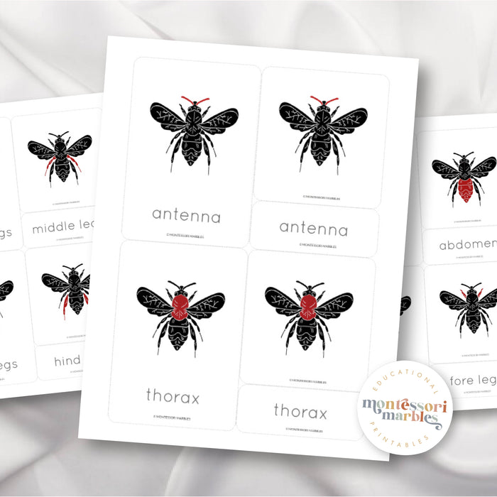 Parts of a Bee Nomenclature Cards