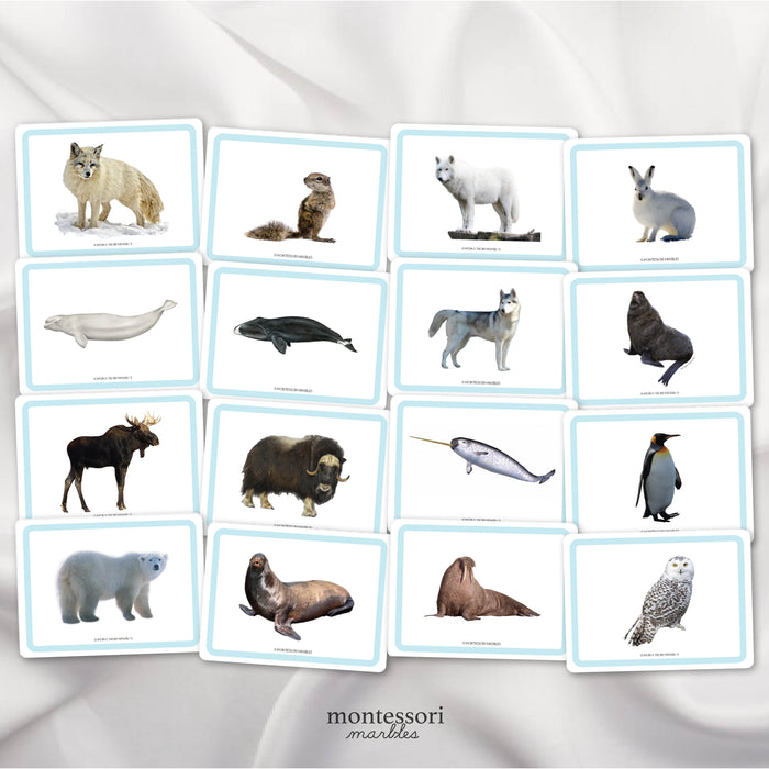 Polar Animals Picture Cards