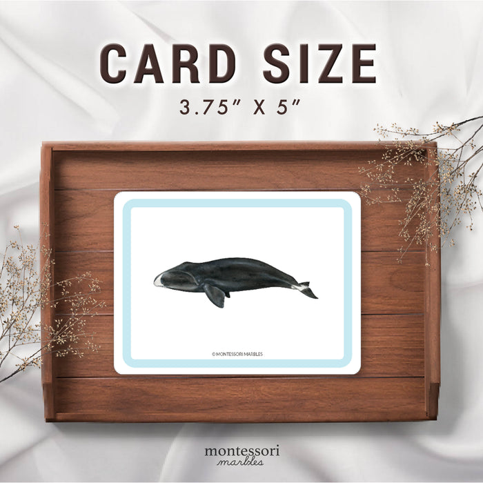 Polar Animals Picture Cards