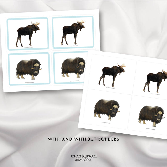 Polar Animals Picture Cards