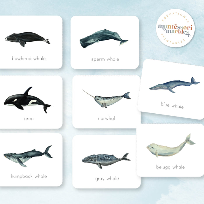Whales Flash Cards