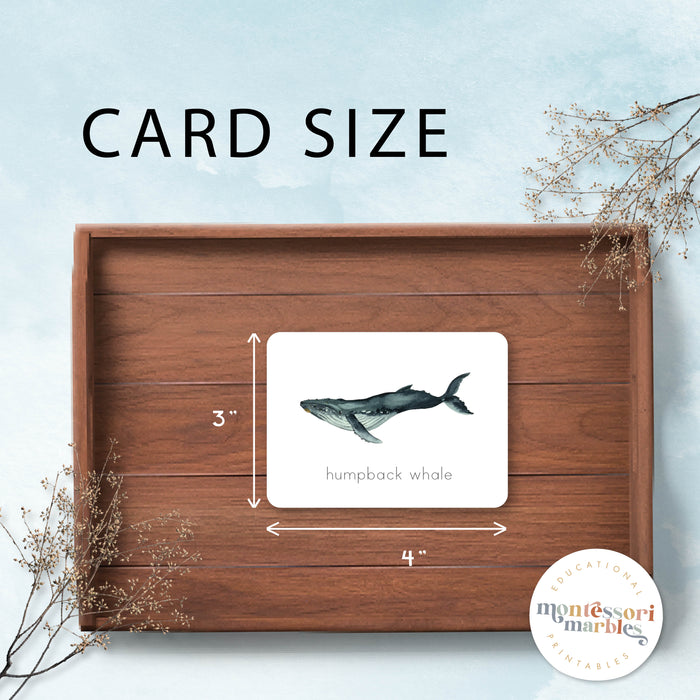 Whales Flash Cards
