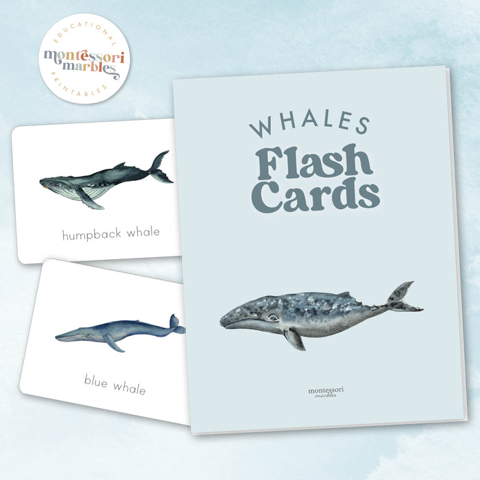 Whales Flash Cards