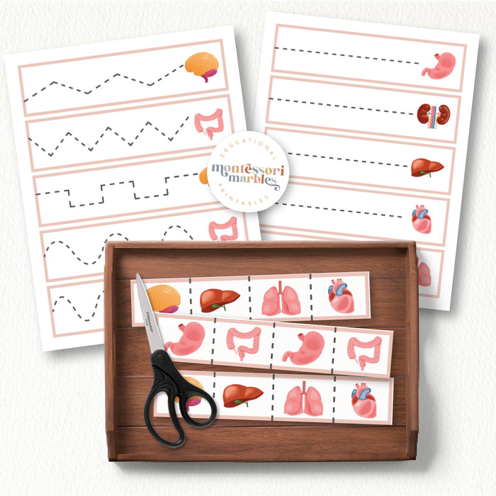 Human Organs Cutting Strips