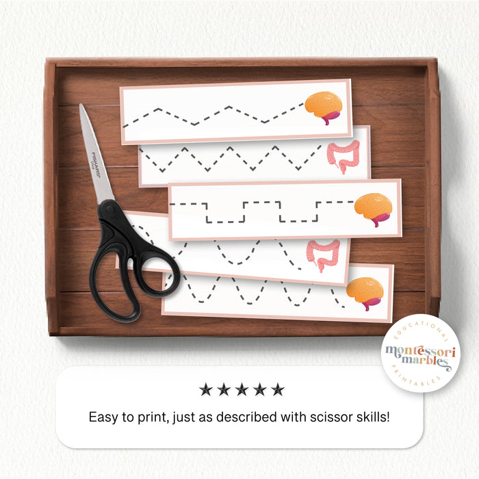 Human Organs Cutting Strips