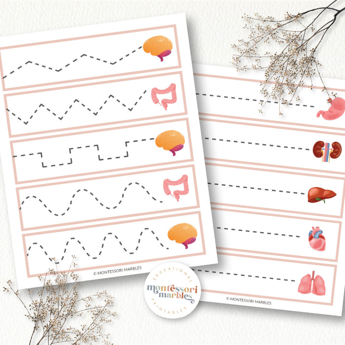 Human Organs Cutting Strips