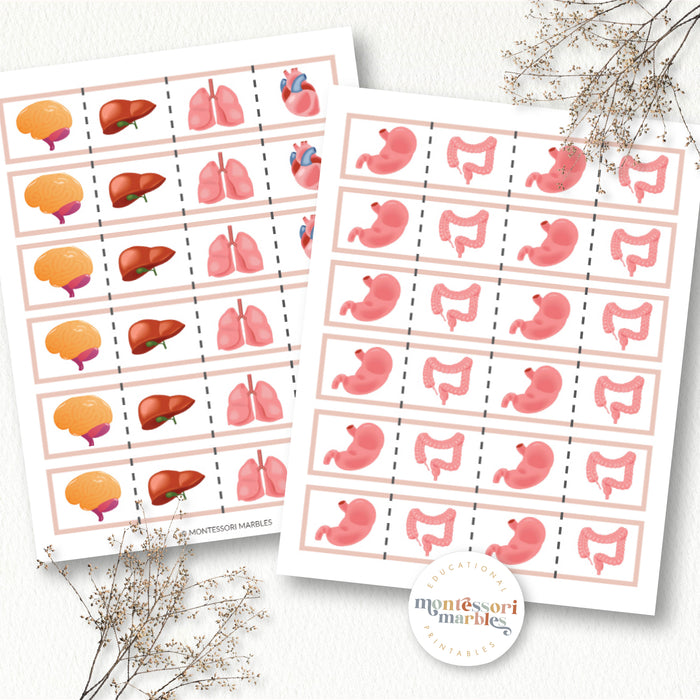 Human Organs Cutting Strips