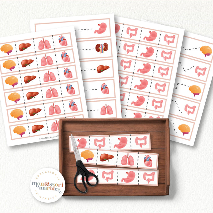 Human Organs Cutting Strips