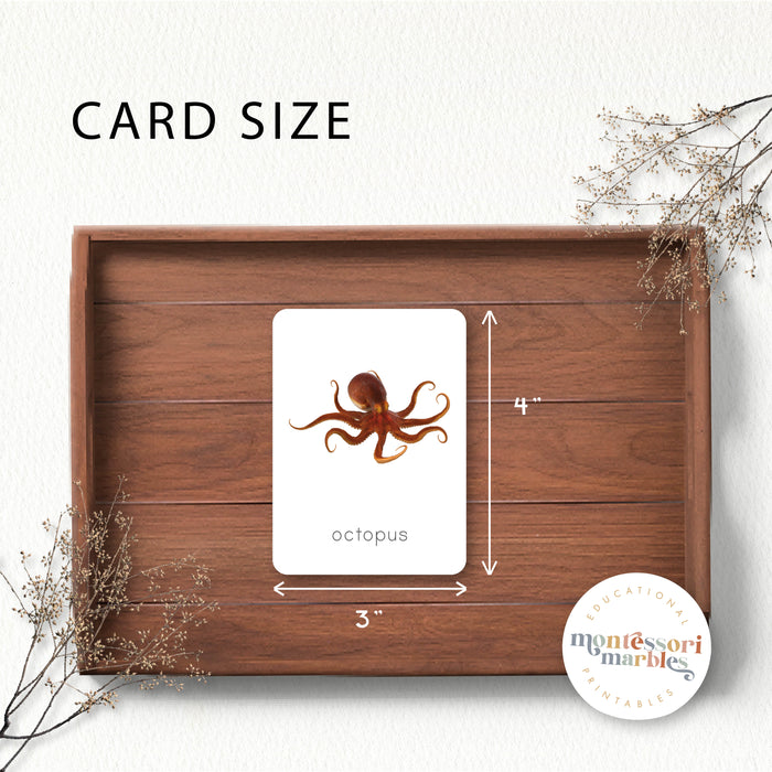 Ocean Animals Flash Cards