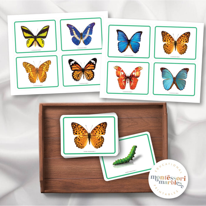 Butterfly Picture Cards