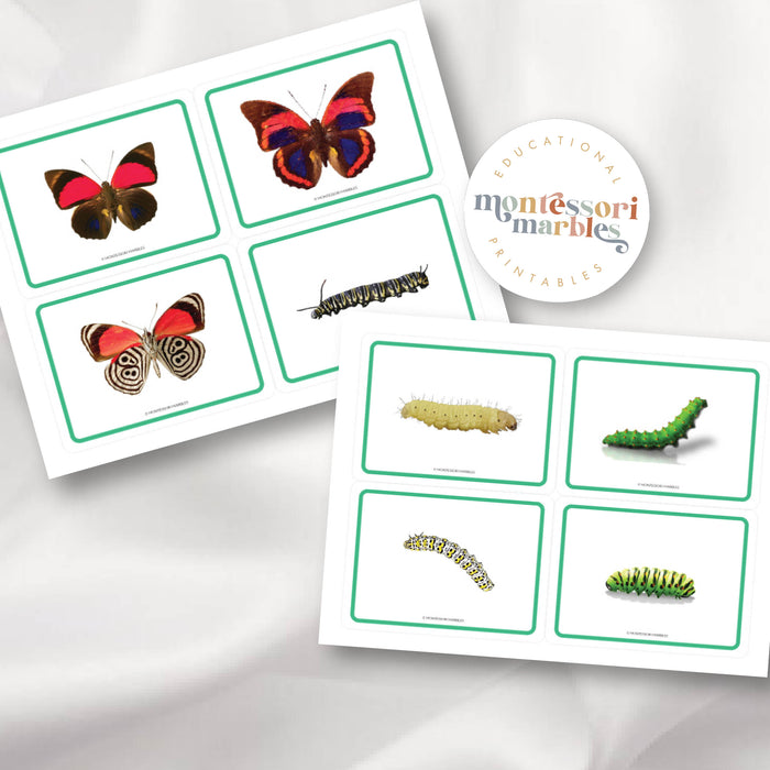 Butterfly Picture Cards