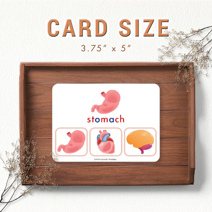 Human Body Organs Picture Matching