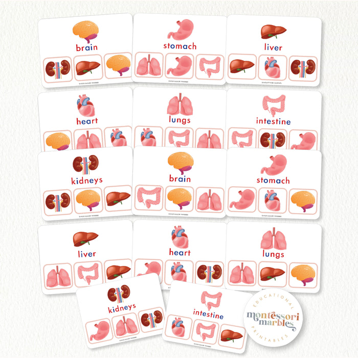 Human Body Organs Picture Matching