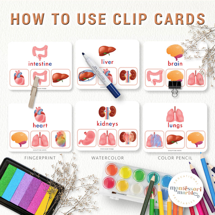 Human Body Organs Picture Matching