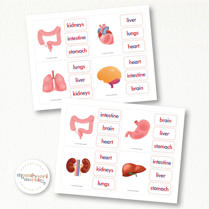 Human Organs | Name The Organs