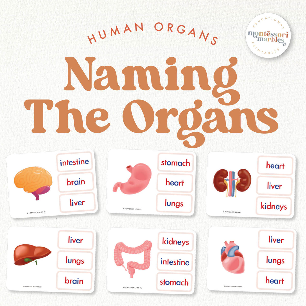 write the name of body organs