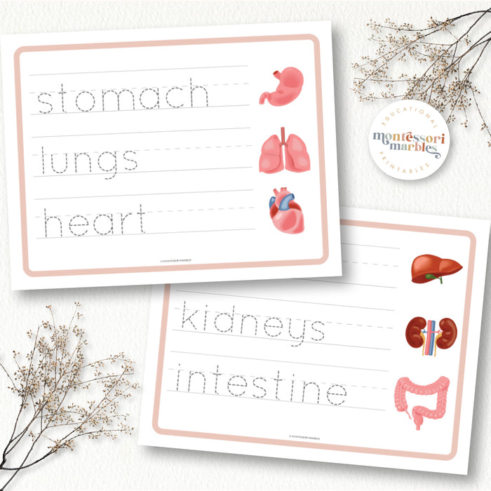 Human Organs Handwriting Practice