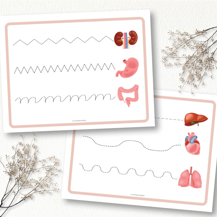 Human Organs Handwriting Practice