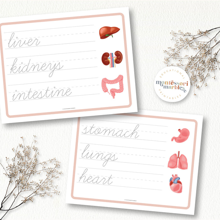 Human Organs Handwriting Practice