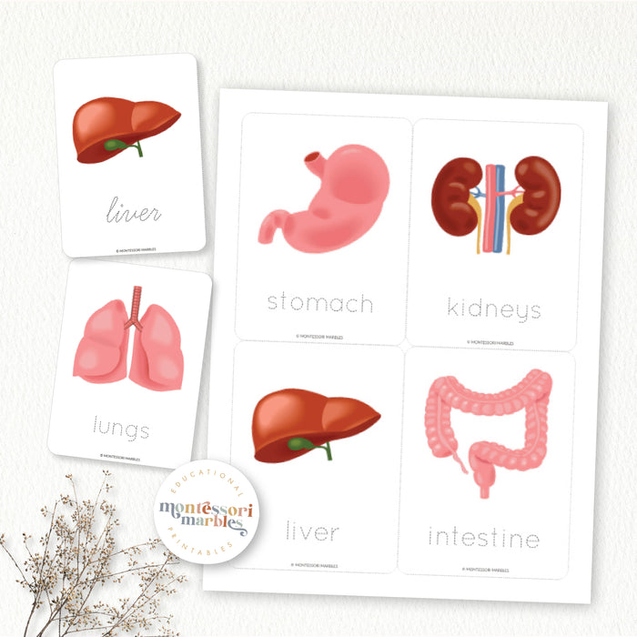 Human Organs Handwriting Practice