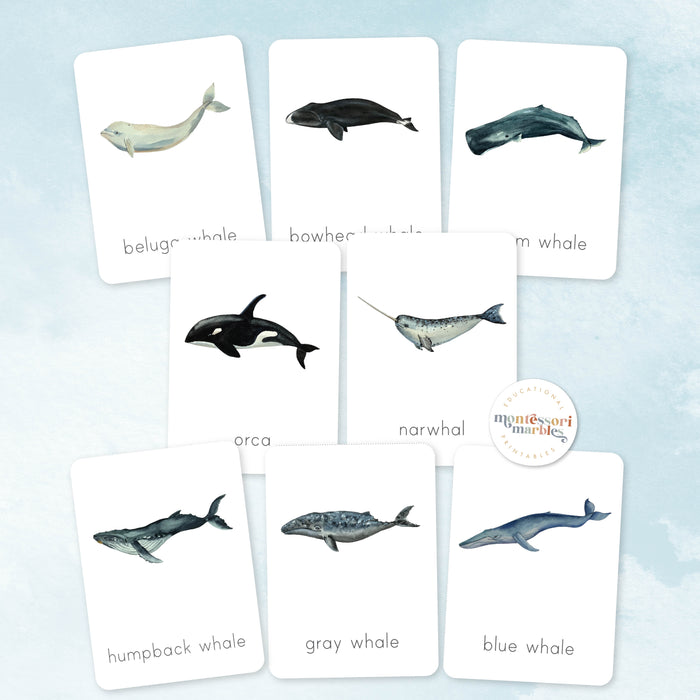 Whales Nomenclature Cards
