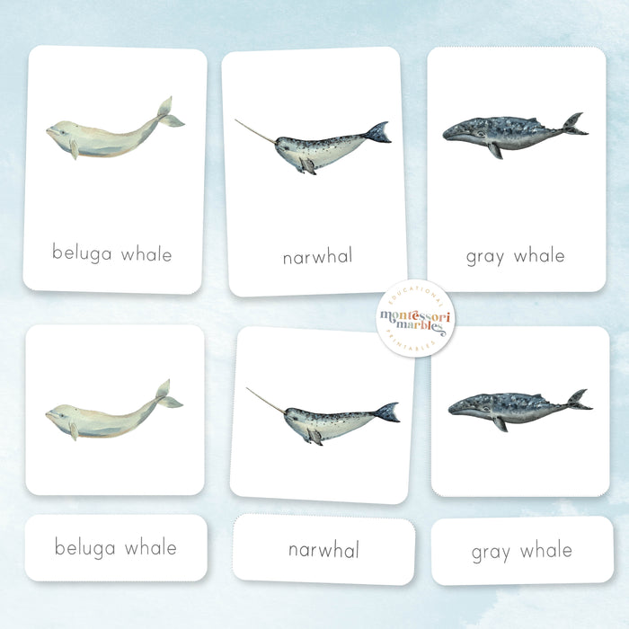 Whales Nomenclature Cards