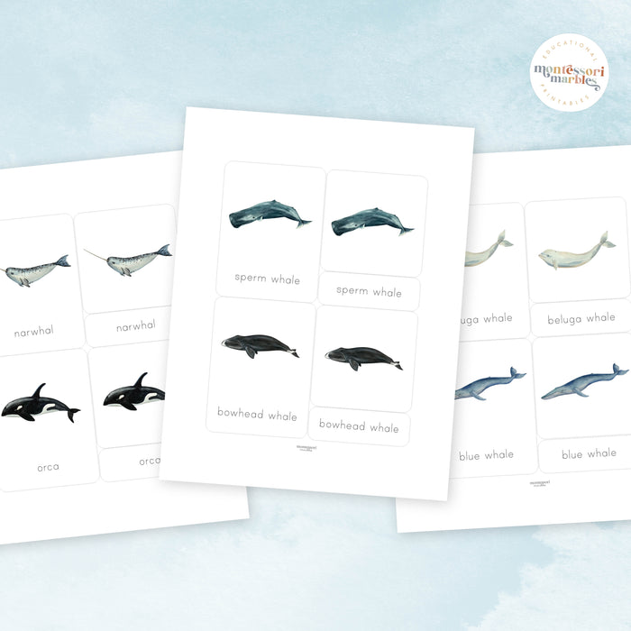 Whales Nomenclature Cards