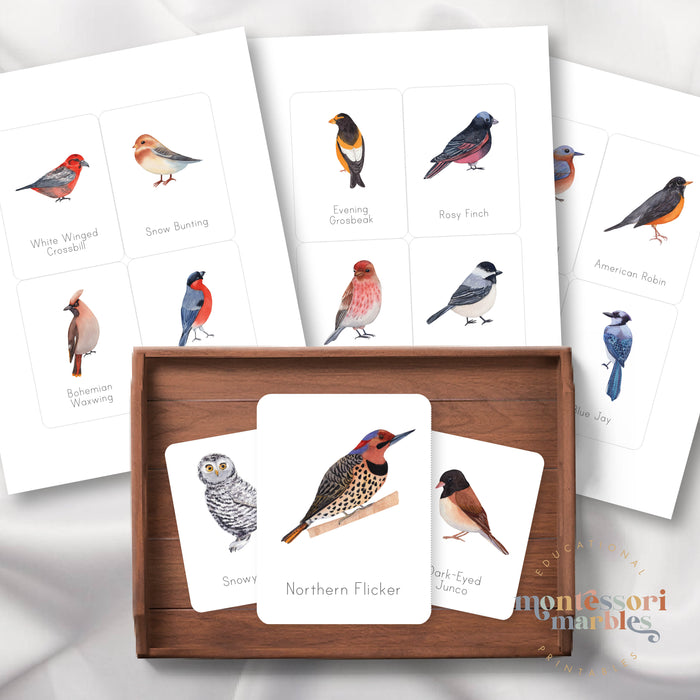 Winter Birds Flash Cards