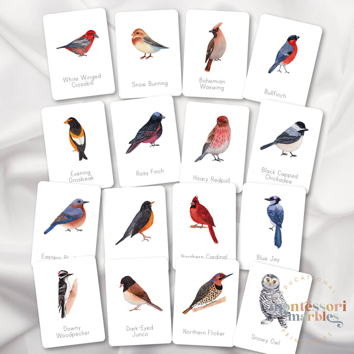 Winter Birds Flash Cards