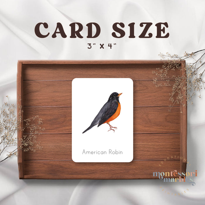 Winter Birds Flash Cards