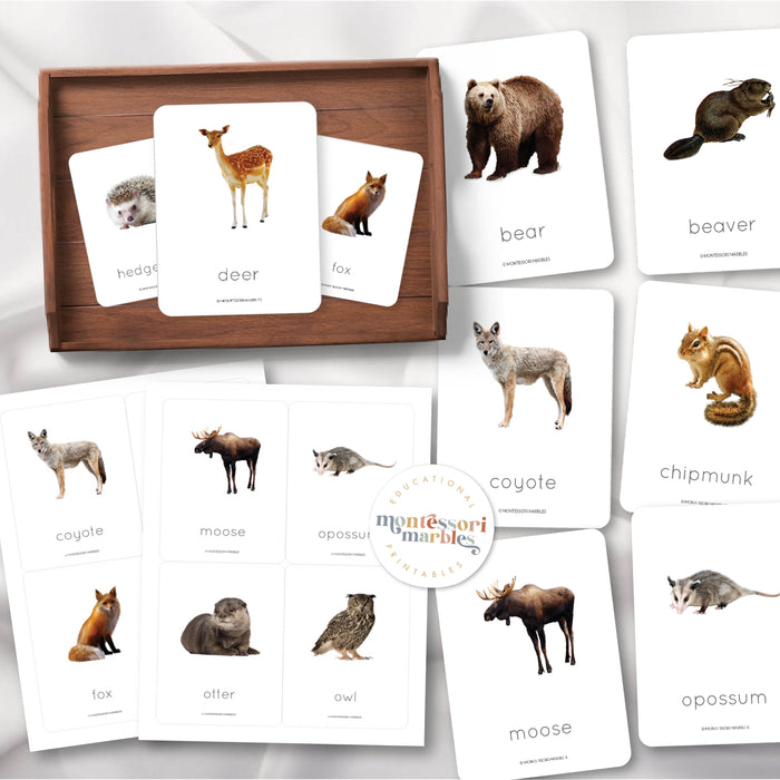 Woodland Animals Flash Cards