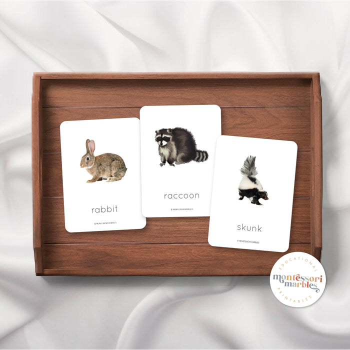 Woodland Animals Flash Cards