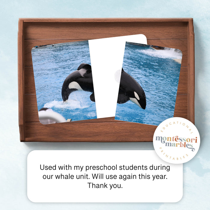 Whales Complete The Pictures