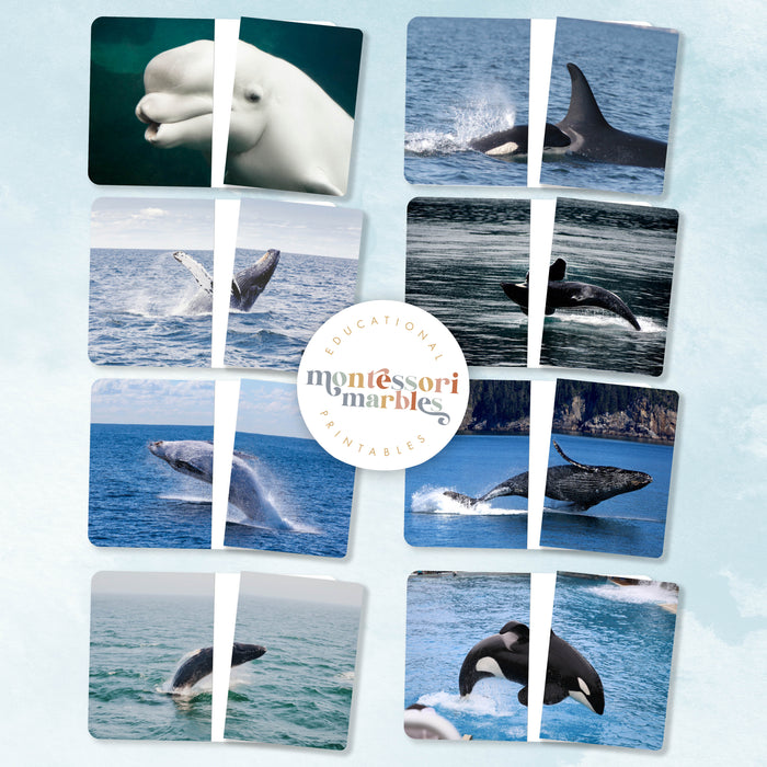 Whales Complete The Pictures