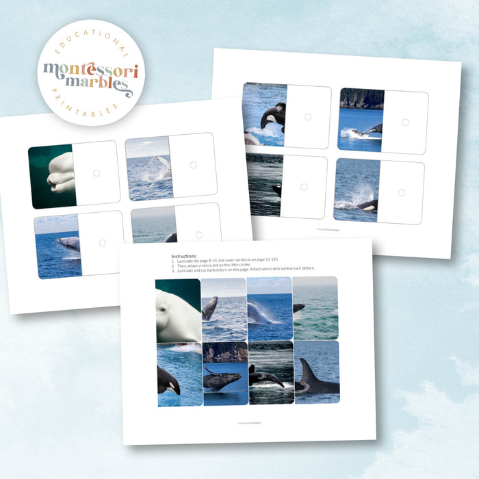 Whales Complete The Pictures