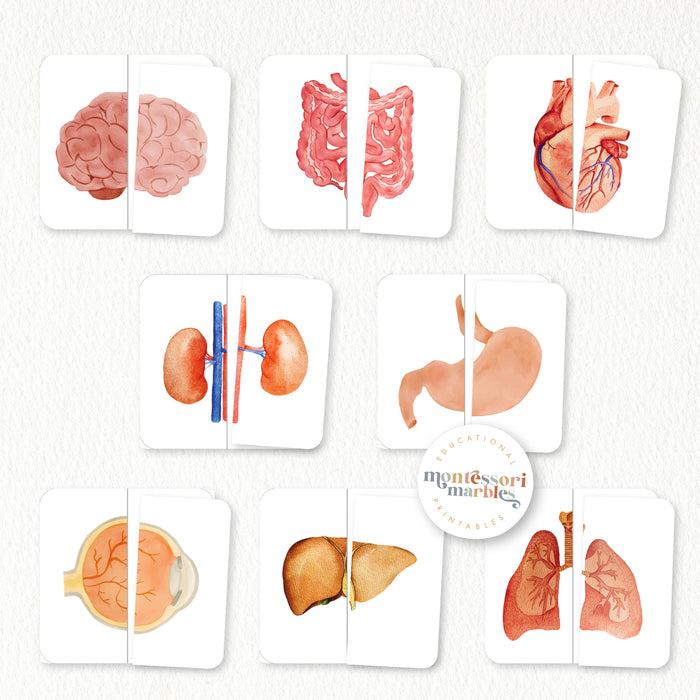 Human Organs Symmetry Puzzles
