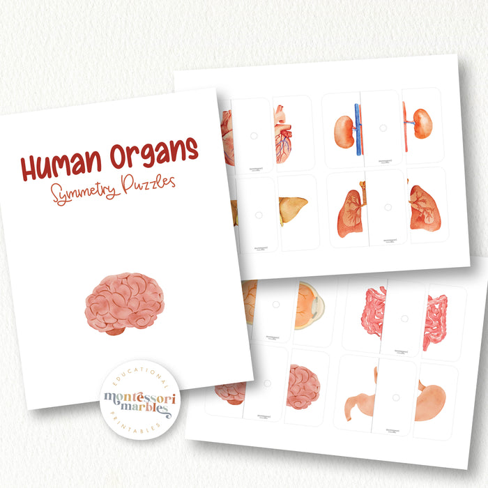 Human Organs Symmetry Puzzles