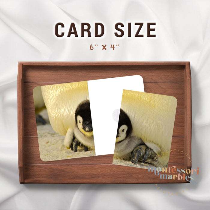 Penguins Complete the Pictures