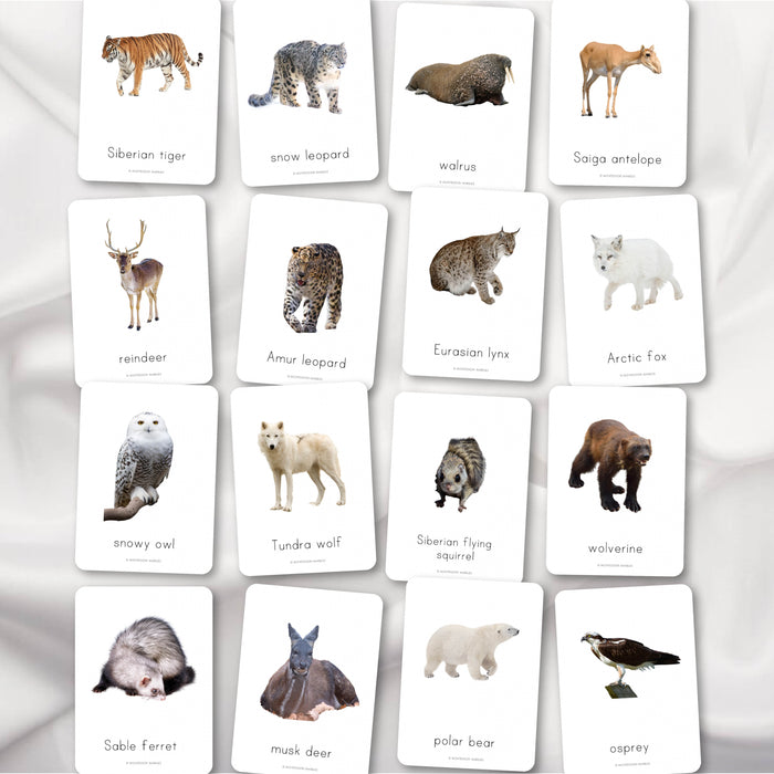 Siberian Animals Flash Cards