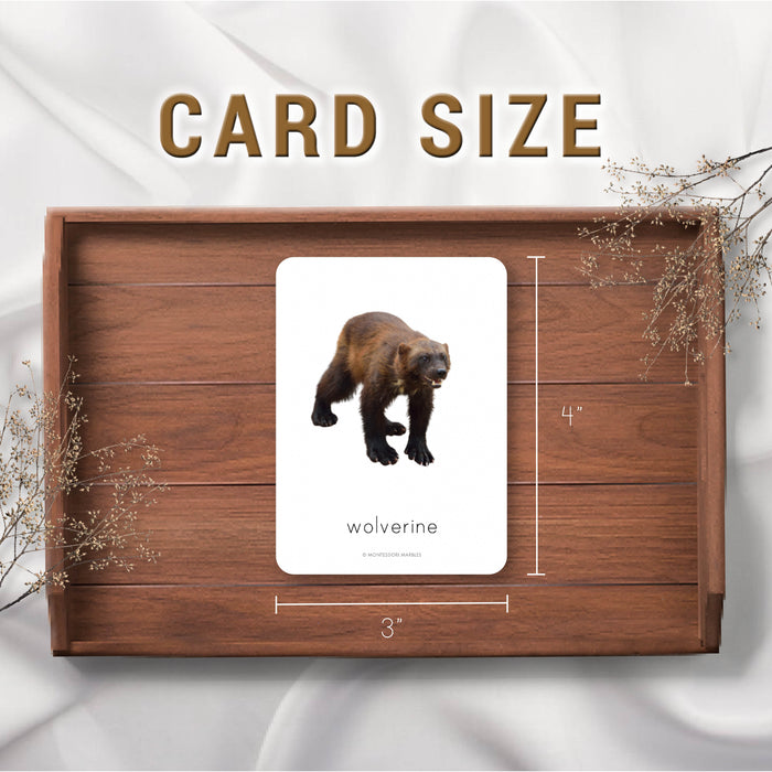 Siberian Animals Flash Cards