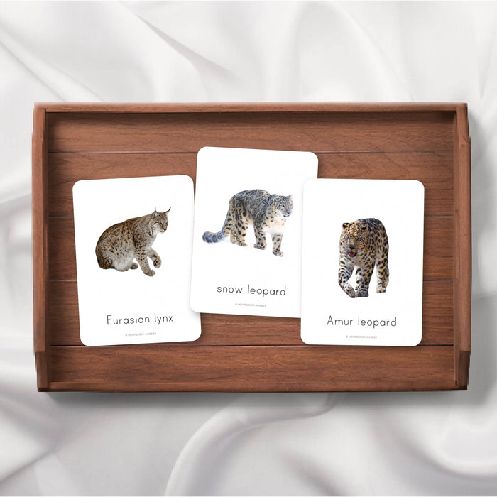Siberian Animals Flash Cards