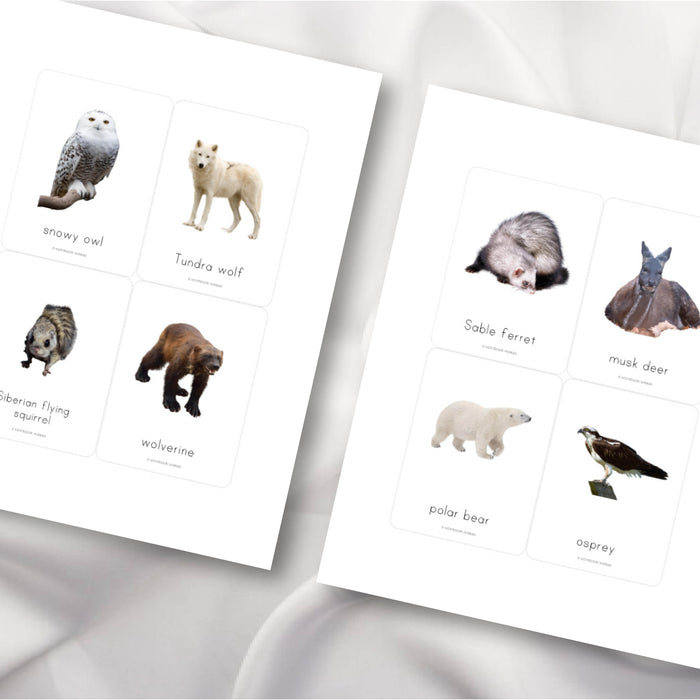 Siberian Animals Flash Cards