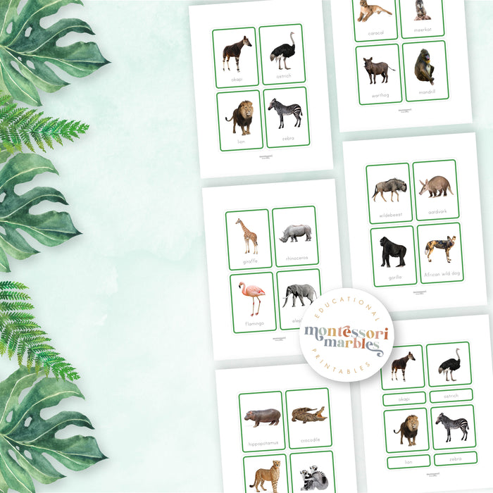 Animals of Africa Nomenclature Cards