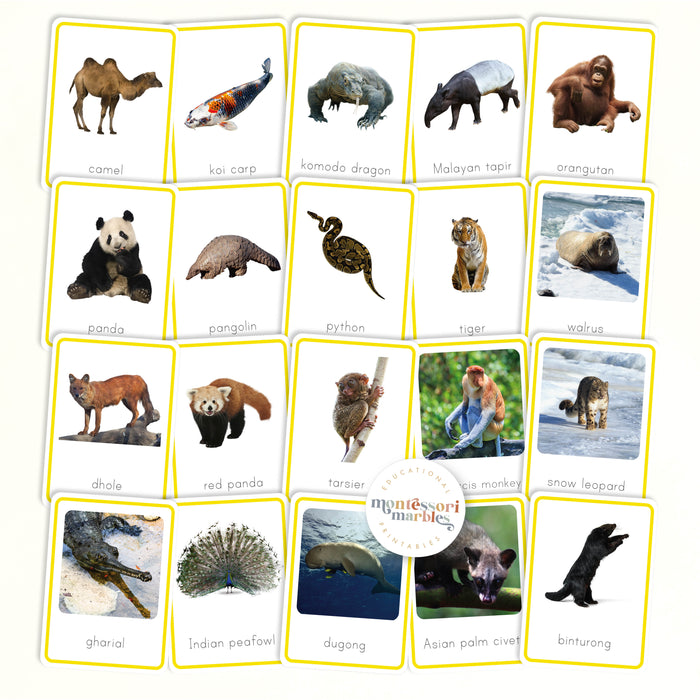 Animals of Asia Nomenclature Cards
