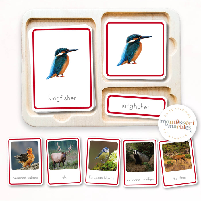 Animals of Europe Nomenclature Cards