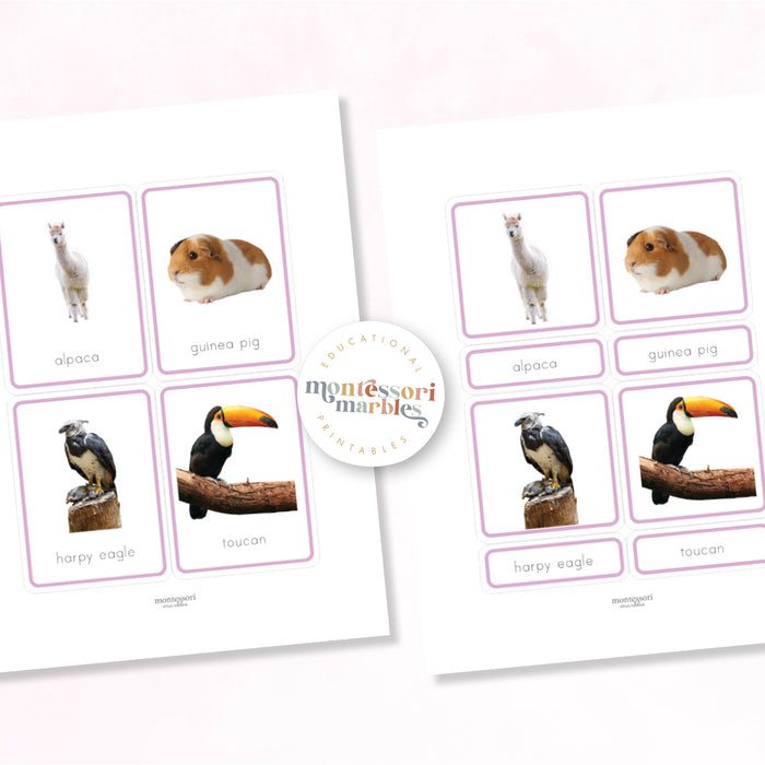 Animals of South America Nomenclature Cards
